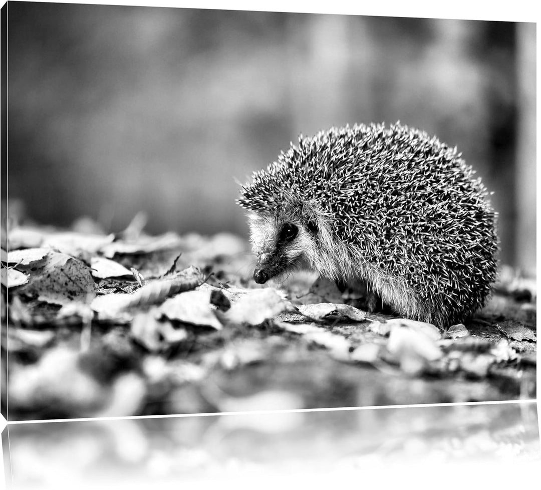 Monocrome, Igel im Laub , Format: 100x70 auf Leinwand, XXL riesige Bilder fertig gerahmt mit Keilrah