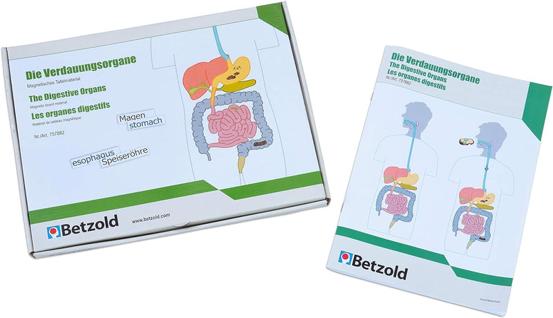 Betzold - Verdauungsorgane, magnetisches Tafelmaterial