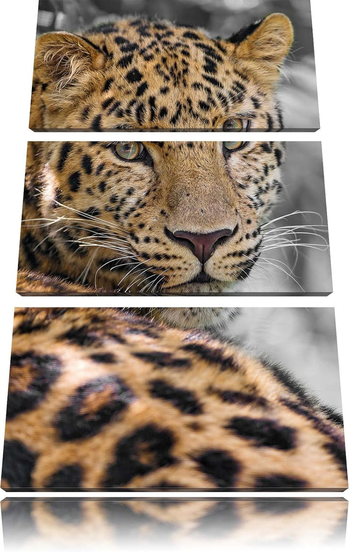 Pixxprint aufmerksamer Leopard im Schatten als Leinwandbild/Grösse: 3 Teilig (120x80) cm/Wandbild/Ku