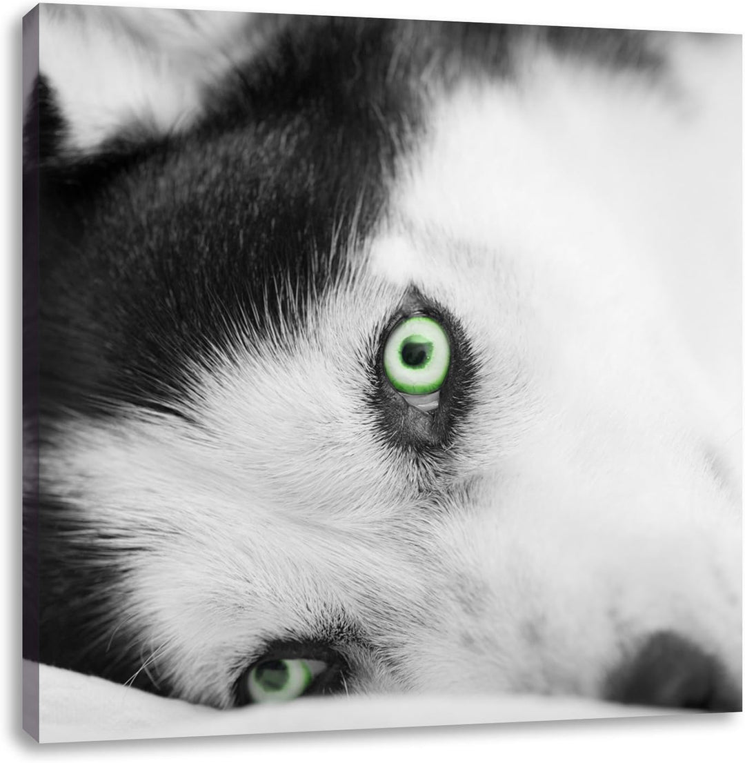 Pixxprint Husky im Bett mit Augen als Leinwandbild/Grösse: 70x70 cm/Wandbild/Kunstdruck/fertig bespa