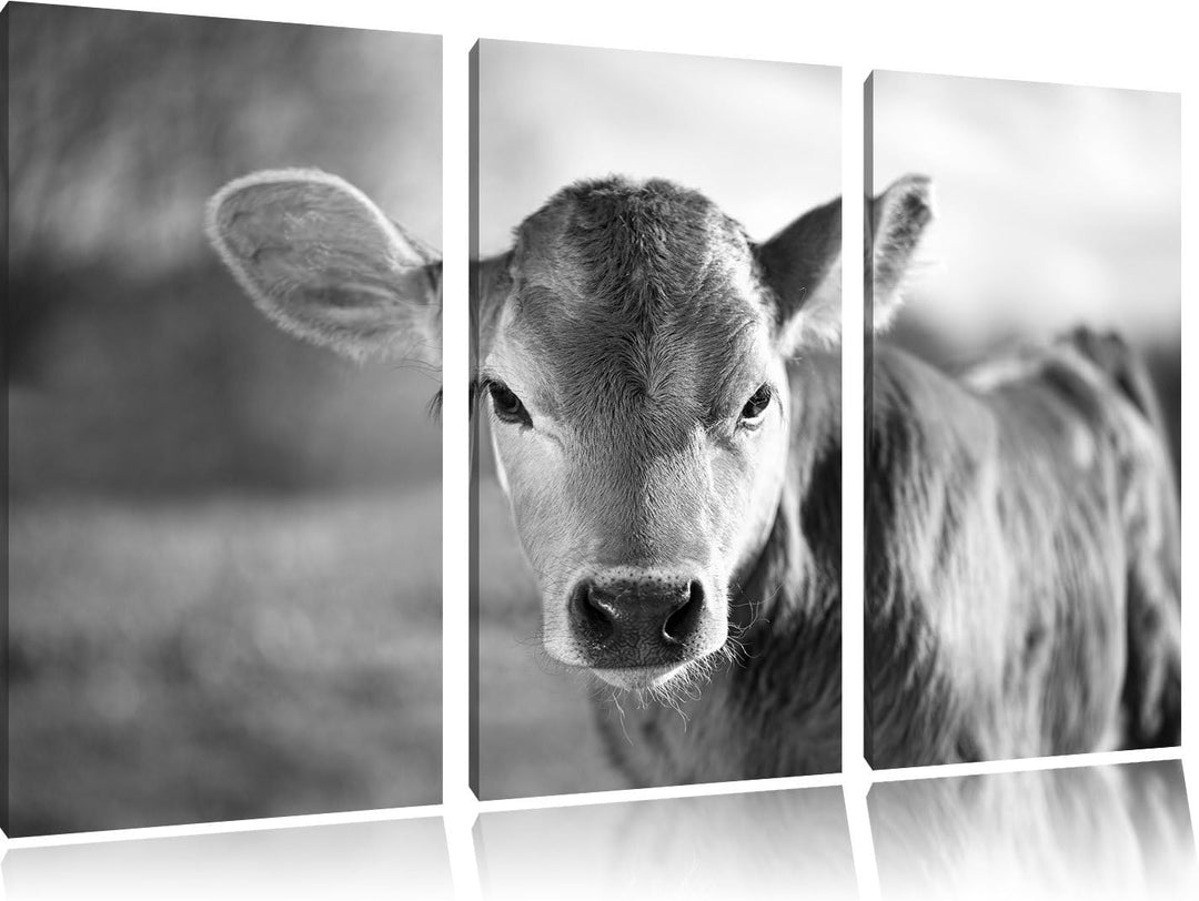 Pixxprint Junge Kuh Kälbchen Kunst B&W als Leinwandbild/Grösse: 3 Teilig (120x80) cm/Wandbild/Kunstd