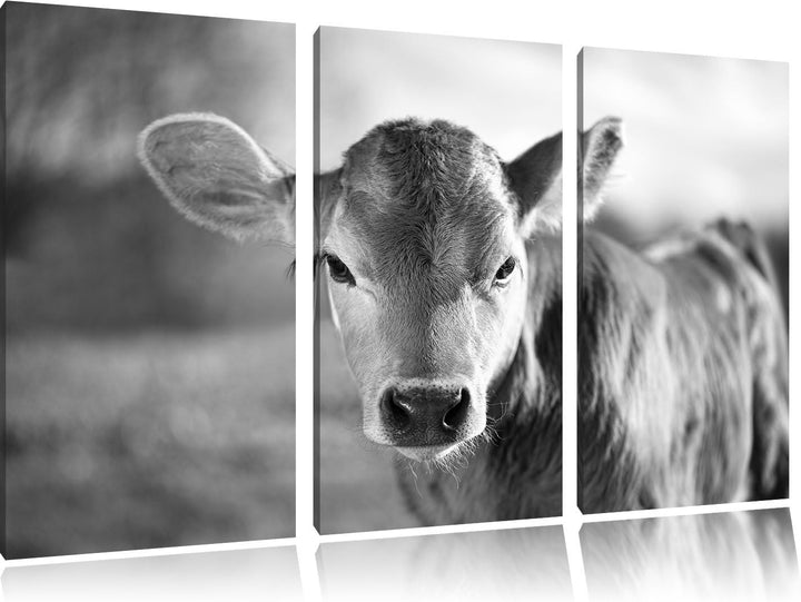 Pixxprint Junge Kuh Kälbchen Kunst B&W als Leinwandbild/Grösse: 3 Teilig (120x80) cm/Wandbild/Kunstd