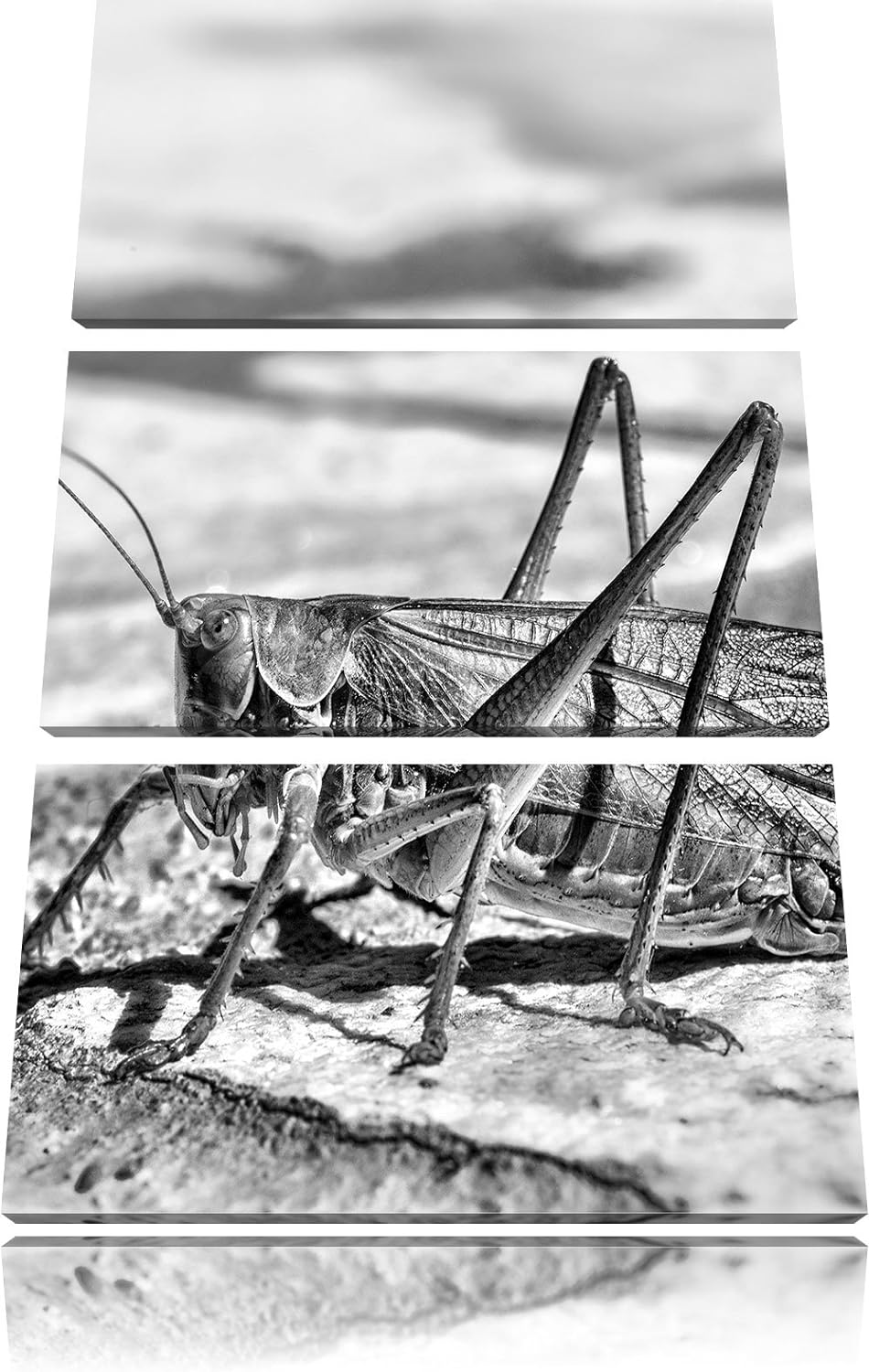 Pixxprint Elegante Heuschrecke als Leinwandbild/Grösse: 3 Teilig (120x80) cm/Wandbild/Kunstdruck/fer