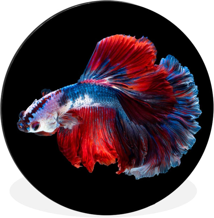 MuchoWow Wandbild Rund Wanddeko Deko Wohnzimmer Bilder 60x60 cm Fisch - Schwanz - Schwarz, 60x60 cm