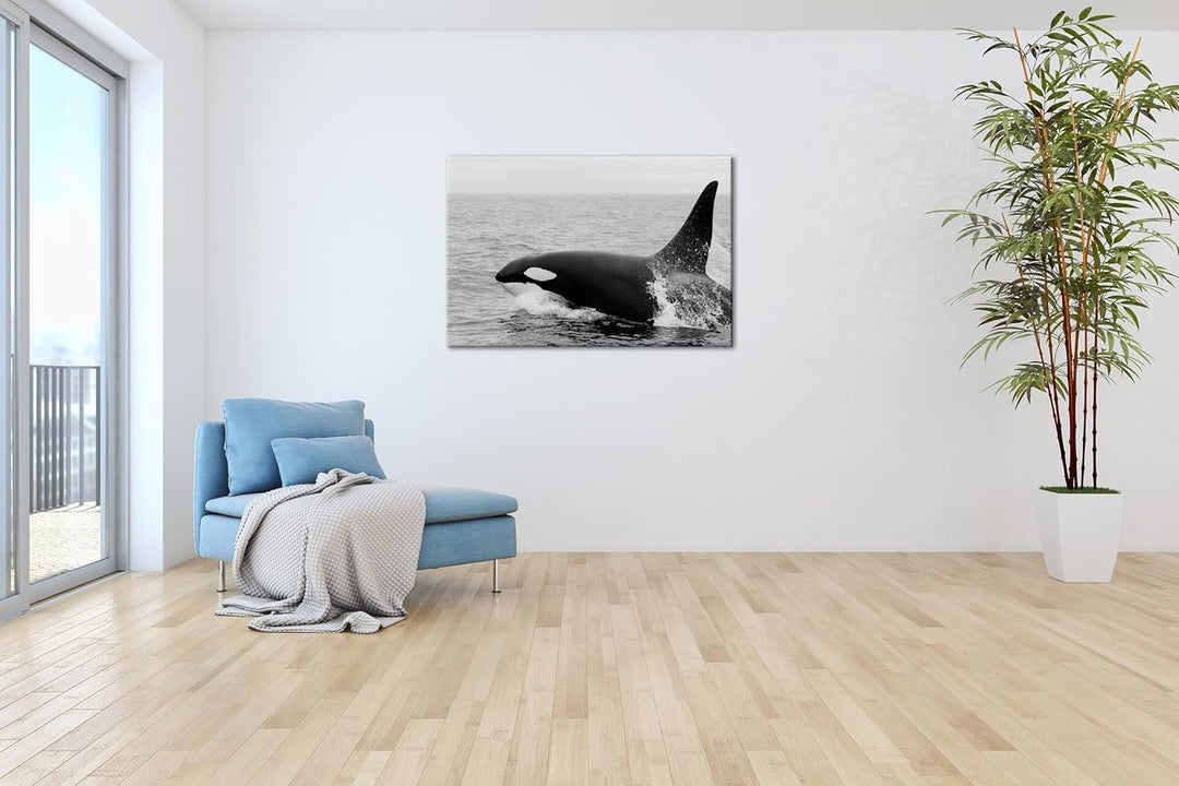 deyoli edler Orca Format: 60x40 Effekt: Schwarz/Weiss als Leinwand, Motiv fertig gerahmt auf Echthol