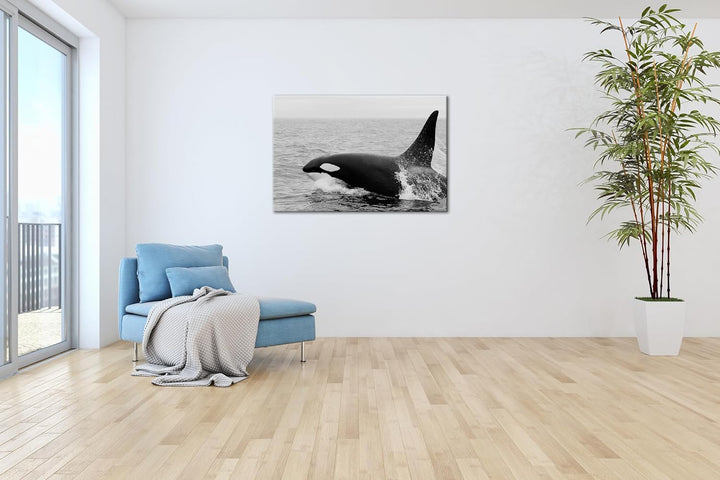 deyoli edler Orca Format: 60x40 Effekt: Schwarz/Weiss als Leinwand, Motiv fertig gerahmt auf Echthol
