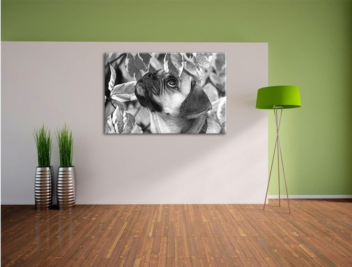 Pixxprint zwischen Blättern Mops als Leinwandbild/Grösse: 100x70 / Wandbild/Kunstdruck/fertig bespan