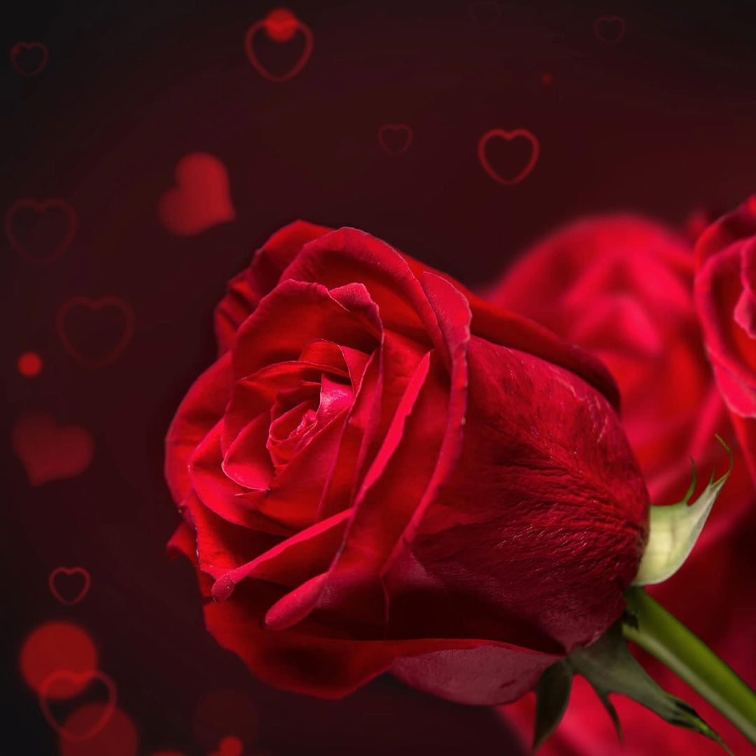 Pixxprint Glasbild | Wandbild auf Echtglas | Rosen | 50x50 cm | inkl. Aufhängung und Abstandshalter,