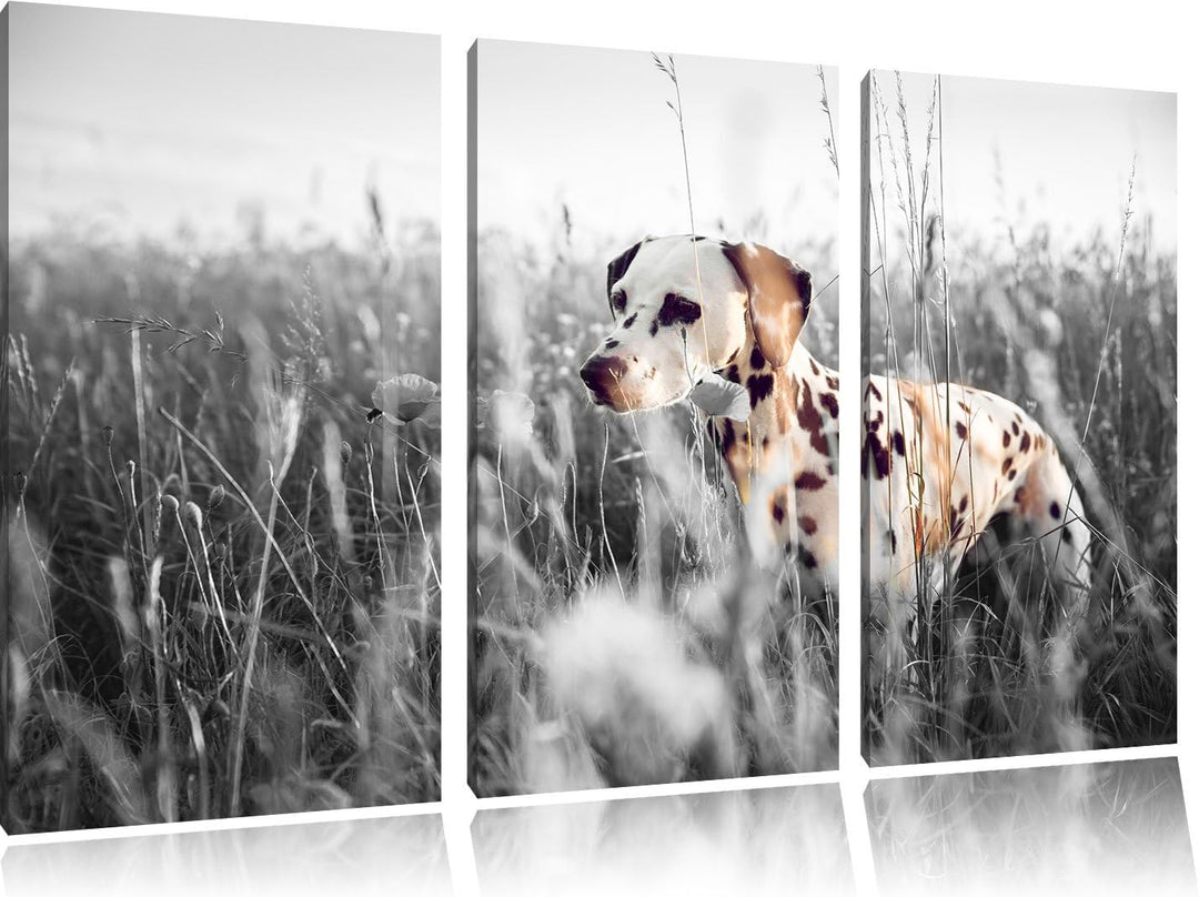 Pixxprint Neugieriger Hund im Feld B&W Detail 3-Teiler Leinwandbild 120x80 Bild auf Leinwand