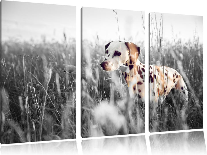 Pixxprint Neugieriger Hund im Feld B&W Detail 3-Teiler Leinwandbild 120x80 Bild auf Leinwand