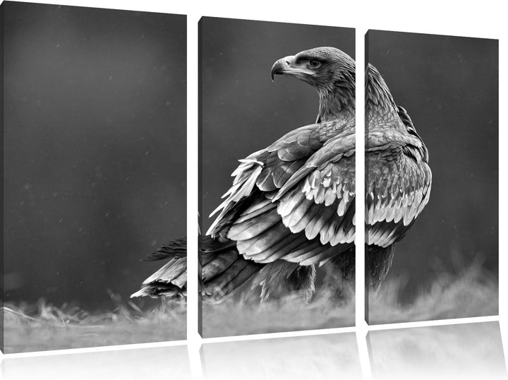 Pixxprint Falke mit Gefieder als Leinwandbild/Grösse: 3 Teilig (120x80) cm/Wandbild/Kunstdruck/ferti