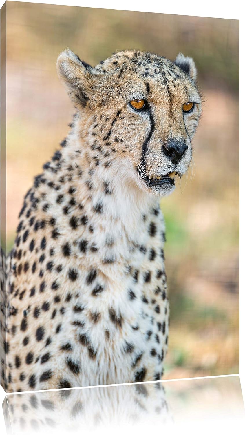 Pixxprint ausgewachsener Gepard auf Leinwand, XXL riesige Bilder fertig gerahmt mit Keilrahmen, Kuns