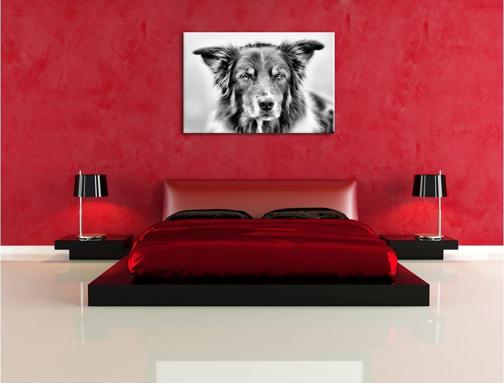 Australien Shepherd Mischling als Leinwandbild/Grösse: 100x70 / Wandbild/Kunstdruck/fertig bespannt,