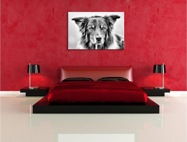 Australien Shepherd Mischling als Leinwandbild/Grösse: 100x70 / Wandbild/Kunstdruck/fertig bespannt,