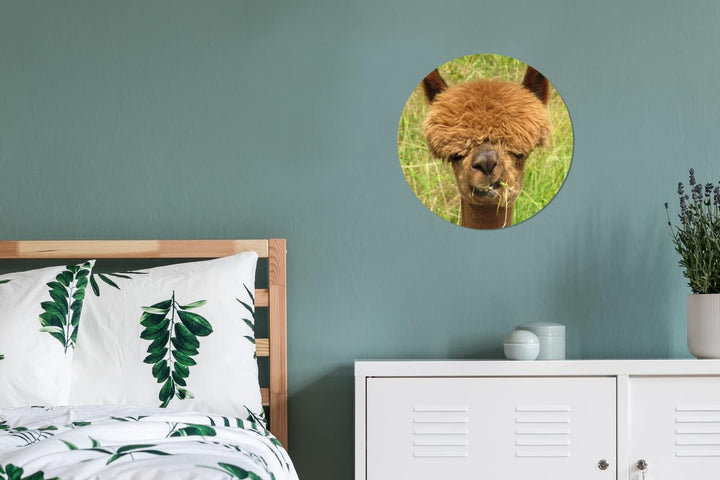 MuchoWow Wandbild Rund Wanddeko Deko Wohnzimmer Bilder 30x30 cm Alpaka - Gras - Haare, 30x30 cm