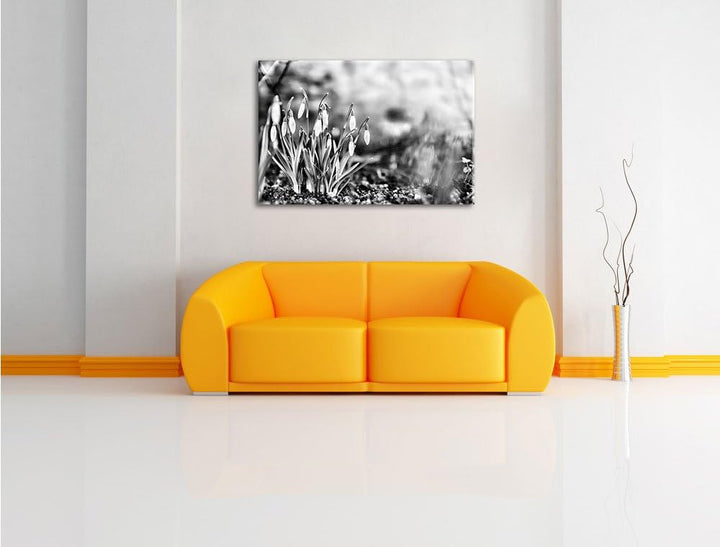 Pixxprint Schneeglöckchen am Waldrand als Leinwandbild/Grösse: 100x70 cm/Wandbild/Kunstdruck/fertig