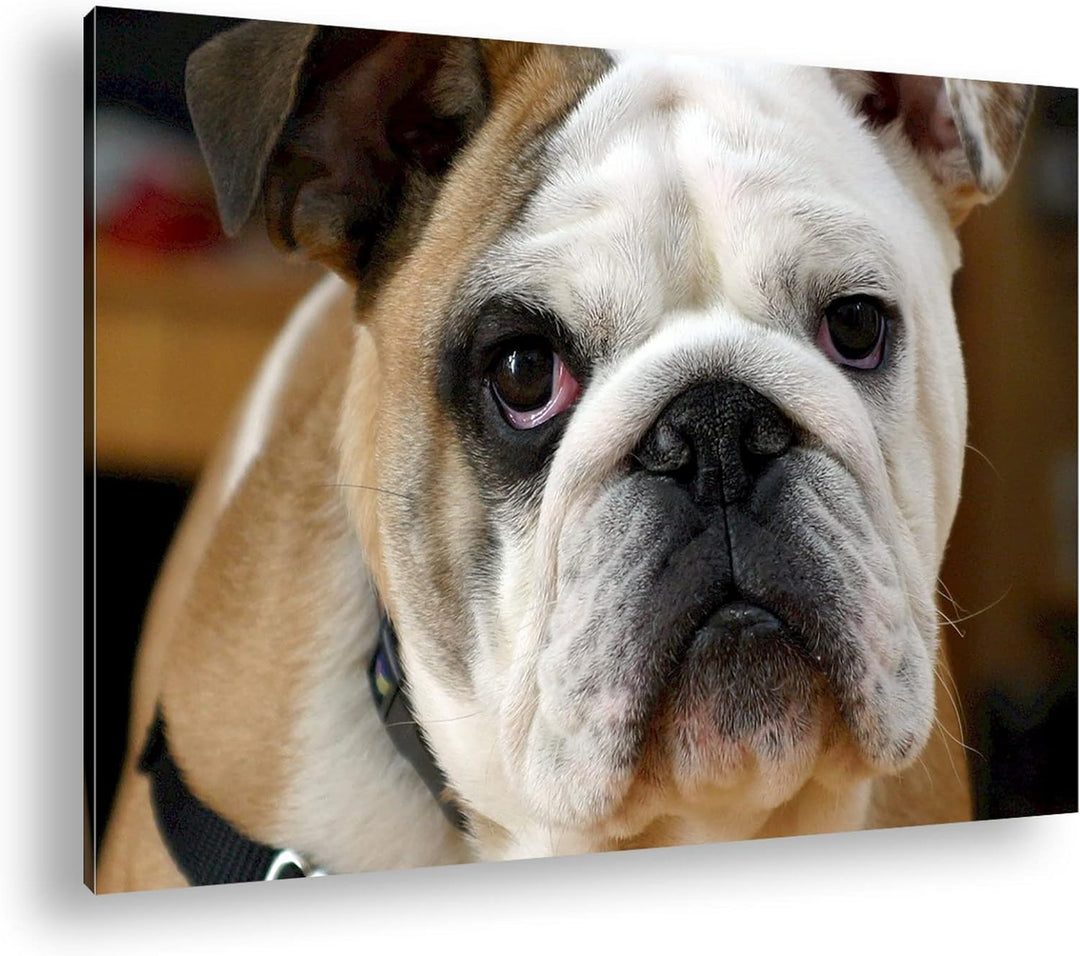 deyoli Englische Bulldogge im Format: 80x60 als Leinwandbild, Motiv fertig gerahmt auf Echtholzrahme