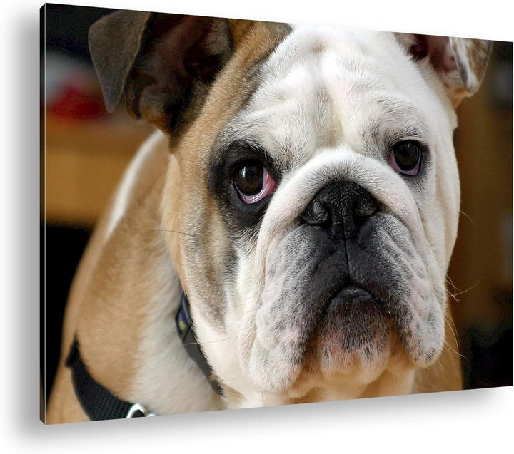 deyoli Englische Bulldogge im Format: 80x60 als Leinwandbild, Motiv fertig gerahmt auf Echtholzrahme