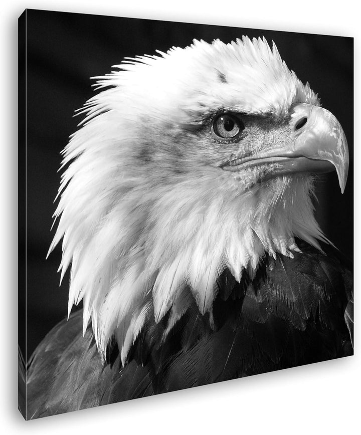 deyoli atemberaubender Weisskopfseeadler im Format: 70x70 Effekt: Schwarz&Weiss als Leinwandbild, Mo