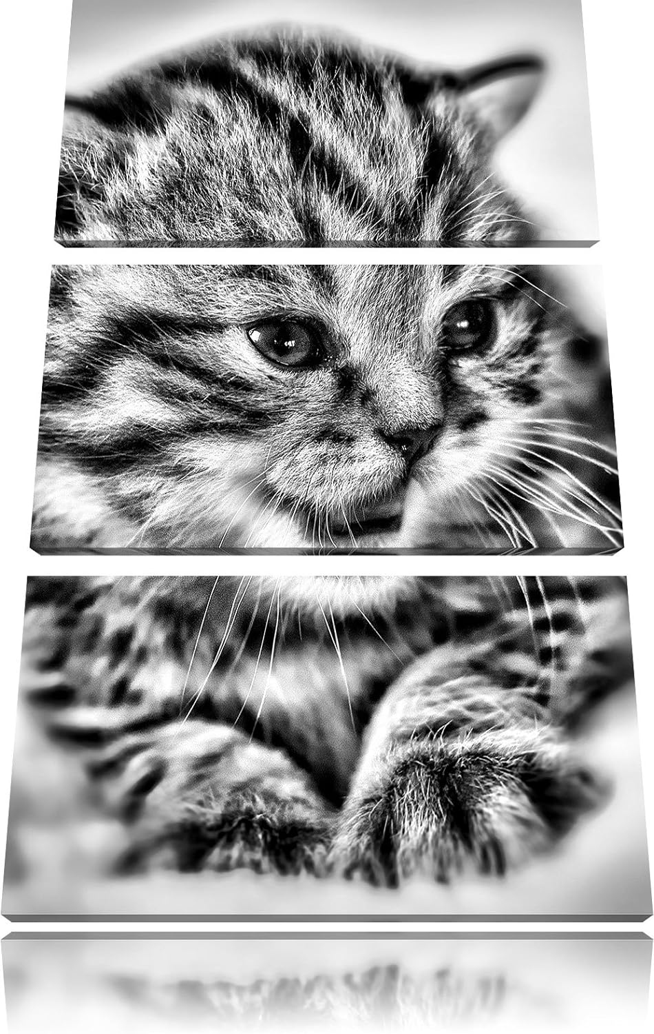 Pixxprint kleines Kätzchen auf weisser Decke als Leinwandbild/Grösse: 3 Teilig (120x80) / Wandbild/K