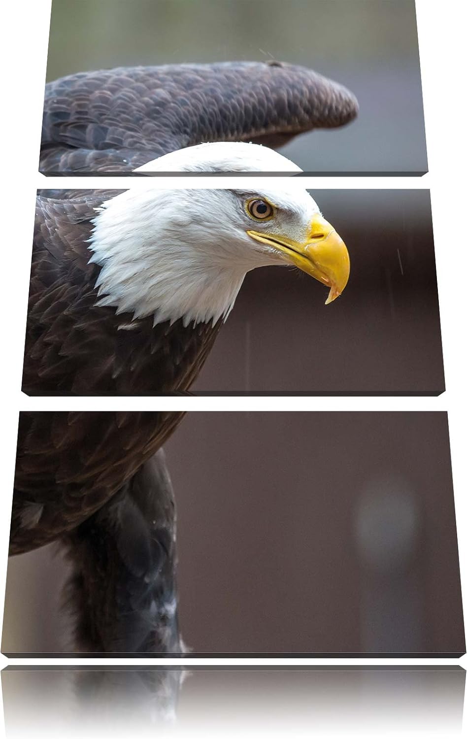 Adler 3-Teiler Leinwandbild 120x80 Bild auf Leinwand, XXL riesige Bilder fertig gerahmt mit Keilrahm