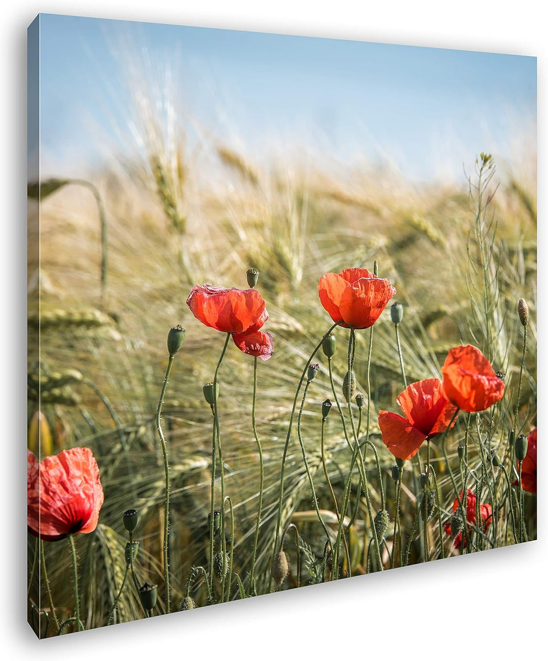 deyoli zarte Mohnblumen im Getreidefeld Format: 70x70 als Leinwand, Motiv fertig gerahmt auf Echthol