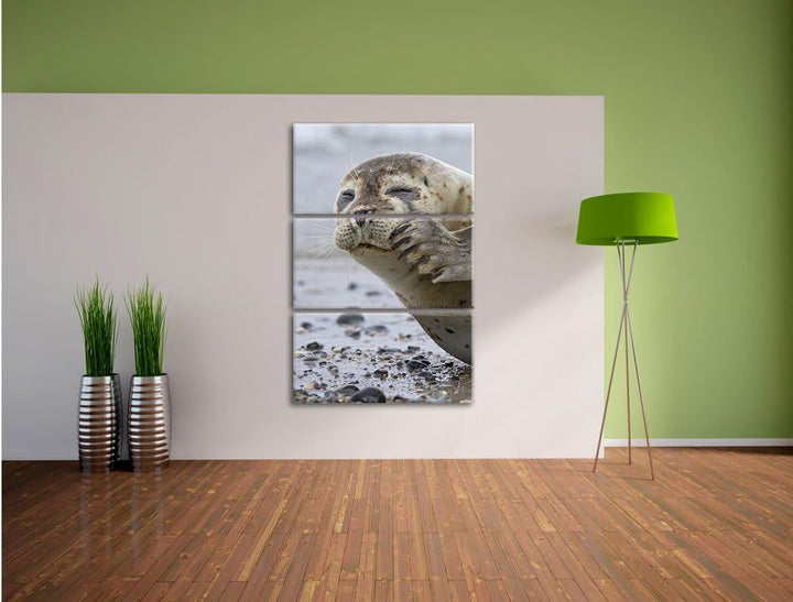 Pixxprint süsse Robbe beim Putzen als Leinwandbild/Grösse: 3 Teilig (120x80) cm/Wandbild/Kunstdruck/