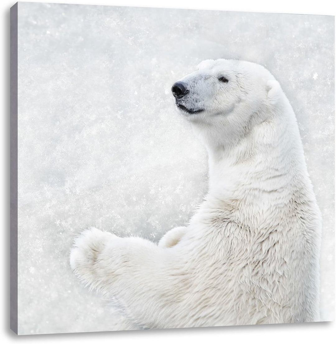 Stehender Eisbär, Format: 70x70 auf Leinwand, XXL riesige Bilder fertig gerahmt mit Keilrahmen, Kuns