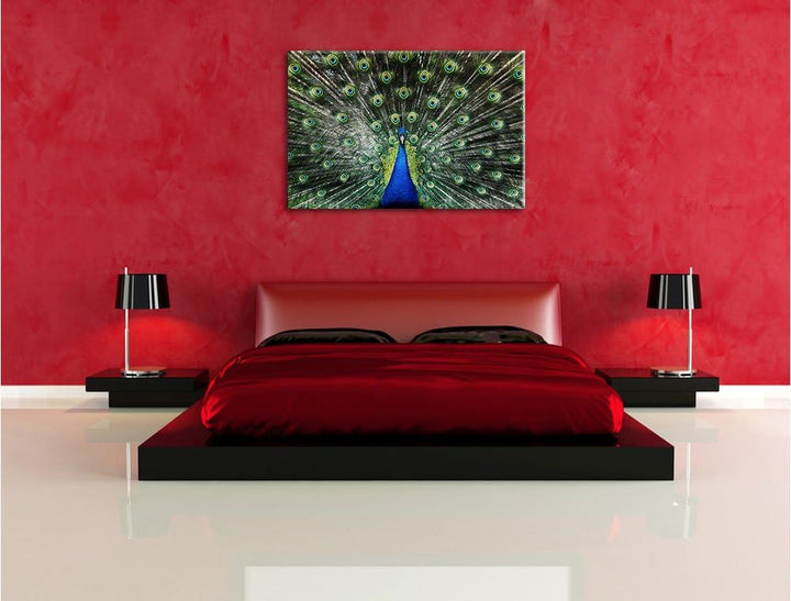 Pixxprint Schöner Pfau mit seinem Gefieder als Leinwandbild/Grösse: 100x70 cm/Wandbild/Kunstdruck/fe